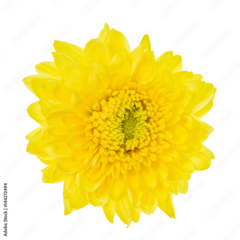 Yellow flower isolated on white background Yellow flower isolated on white background