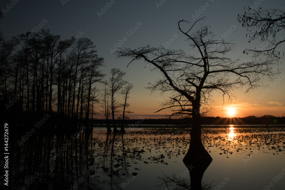 Cypress Trees in the Lake at Sunset Cypress Trees in the Lake at Sunset