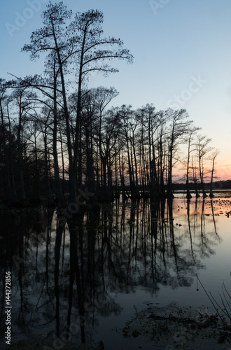 Cypress Trees in the Lake at Sunset