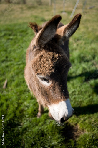 donkey © David