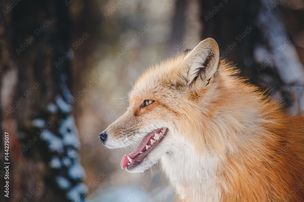 Fototapeta premium Fox