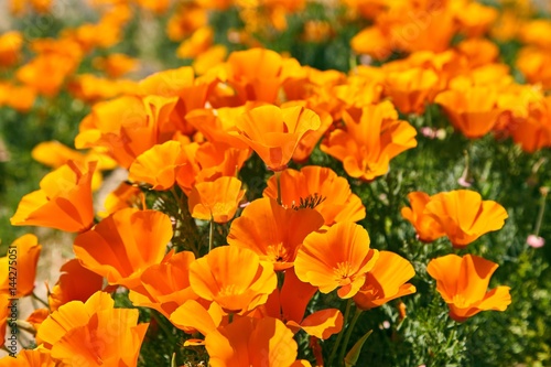 Fields of California Poppy during peak blooming time, Antelope Valley California Poppy Reserve