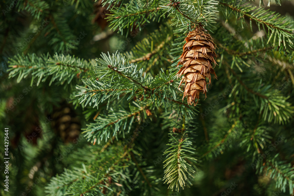 brown fir cone on a green branch in spring