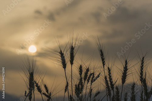 Silhouettes of wheat ears at dust storm. Selective focus on plants. Blurred background of dust clouds and mountains. Creative image of nature. Concept of harvest