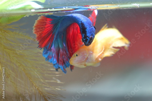 Fish fighting is embracing for breeding.