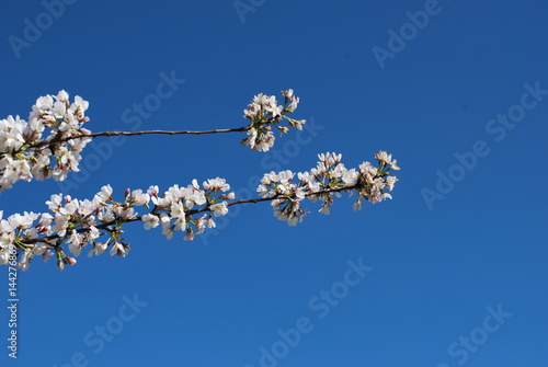 桜と空