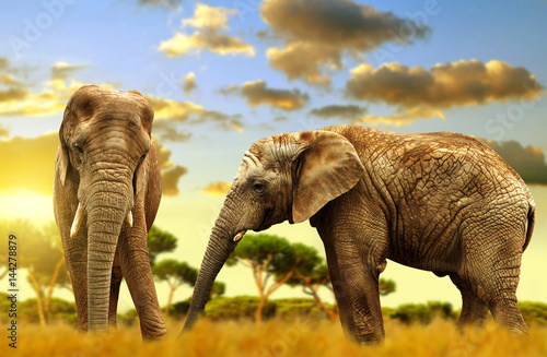 Elephants on the savannah at sunset.