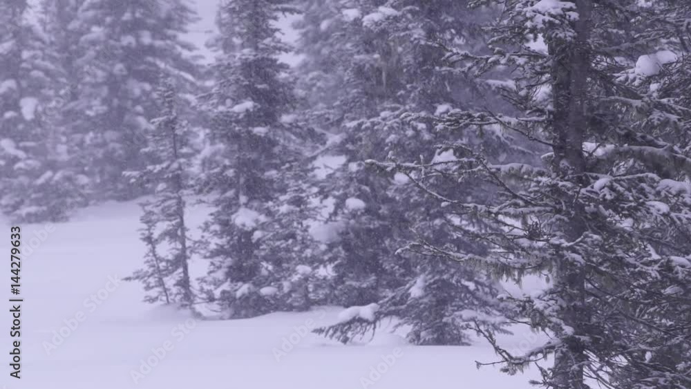 Beautiful snowfall in the winter forest. Snowflakes turn and fall slowly. Slow motion. Beautiful snowfall in the winter forest. Snowflakes turn and fall slowly. Slow motion.