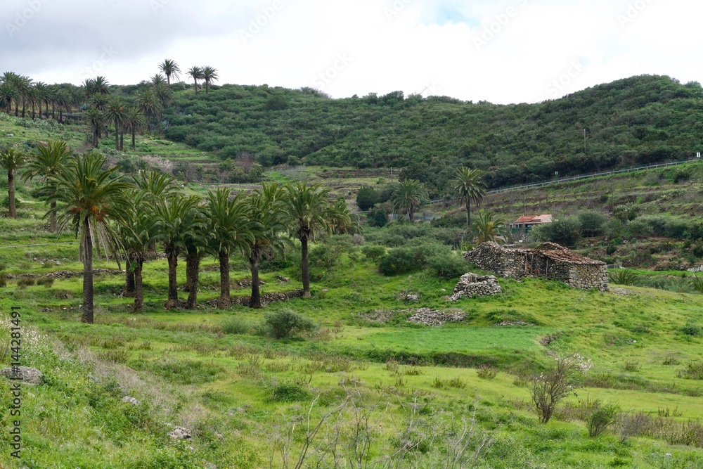 Naklejka premium palms of La Gomera