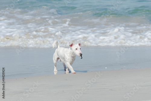 Little white dog Jack Russell, running on a white sand beach 
