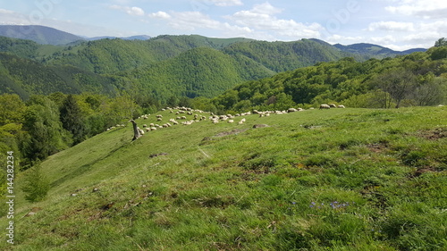 Flock of sheep on the mountain