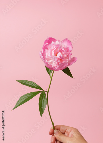 peony in the hand
