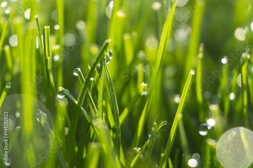 Dew drops on bright green grass with sun flare