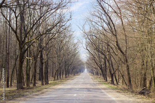 Roadway in the forest at early spring