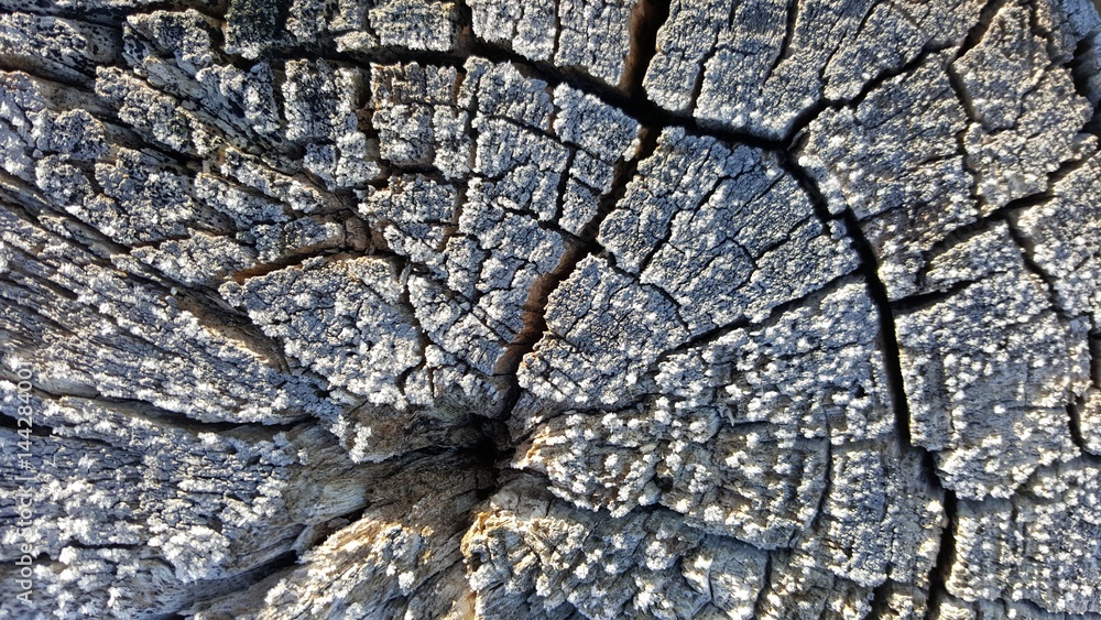 Texture of old tree stump with cracks Texture of old tree stump with cracks