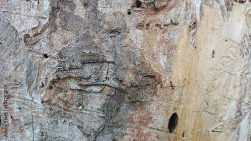 Texture of old tree bark with cracks