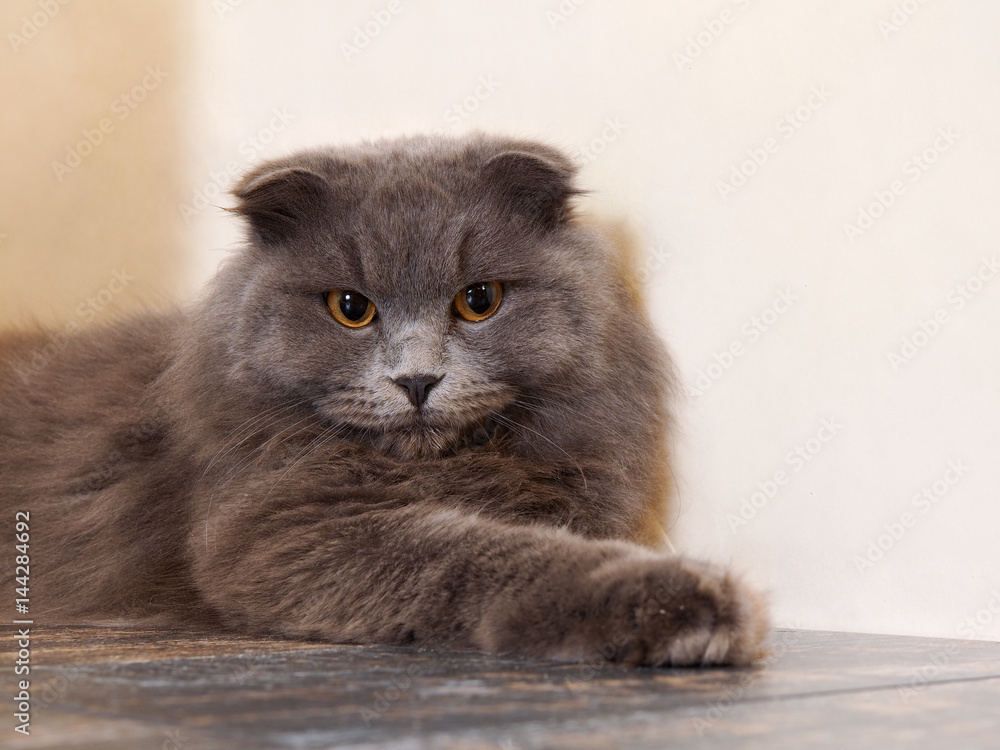 Fototapeta premium Gray cat lying comfortably on the floor