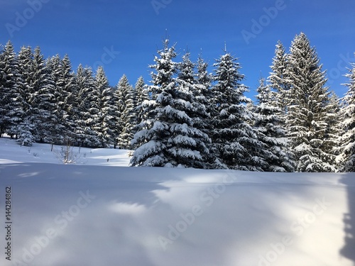 Beautiful snowfall with forest trees and snowy field © Turica