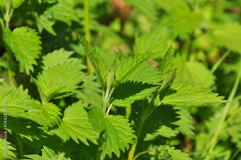 Common nettle (Urtica dioica) in spring. Wild nettle
Common nettle (Urtica dioica) in spring. Wild nettle
