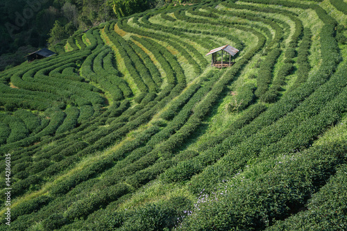 Plantation field of tea