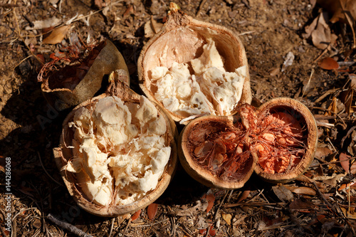 Foto Broken baobab tree fruit and seeds, Madagascar