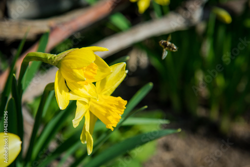 Fototapeta Naklejka Na Ścianę i Meble -  Daffodils. Yellow flowers in the garden. Gardening. Seedling plant. Agriculture concept.
