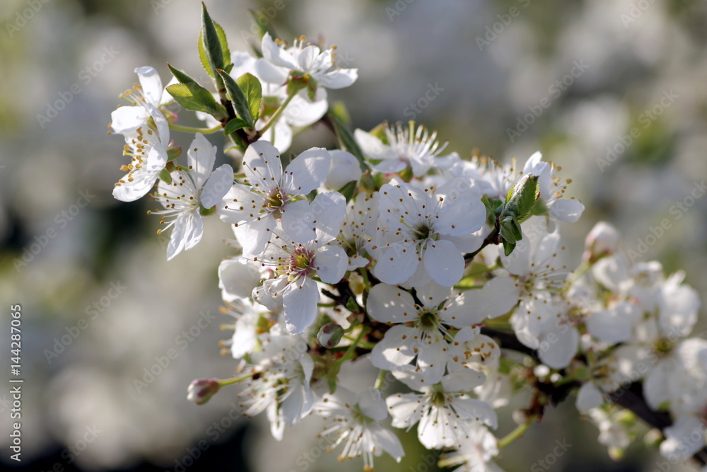 wiosenne kwiaty drzew owocowych - obrazy, fototapety, plakaty 