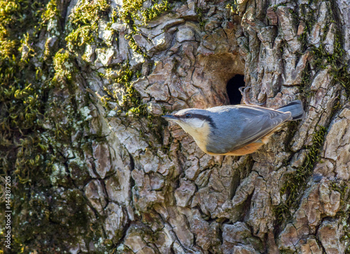 Eurasian nuthatch about hollow photo