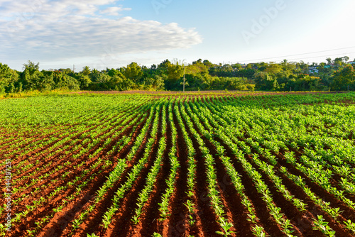 Tobacco Field - Vinales Valley  Cuba