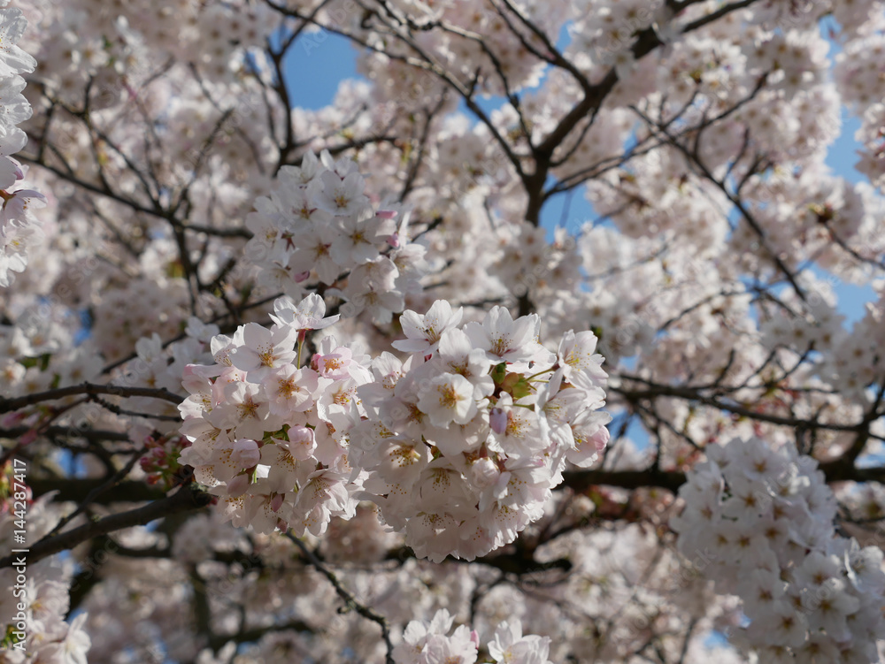 Flowering Japanese cherry tree covered in blossom Flowering Japanese cherry tree covered in blossom