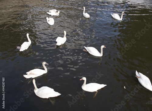 Flock of white mute swans swimming on water