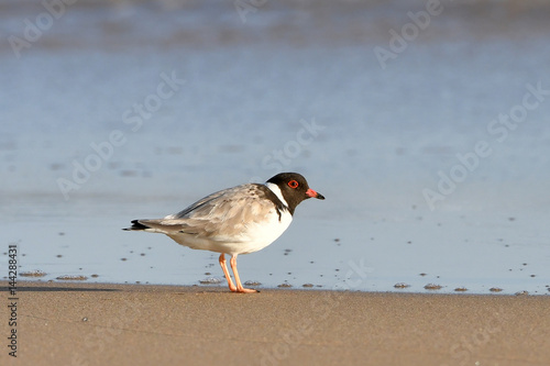 Hooded Plover photo