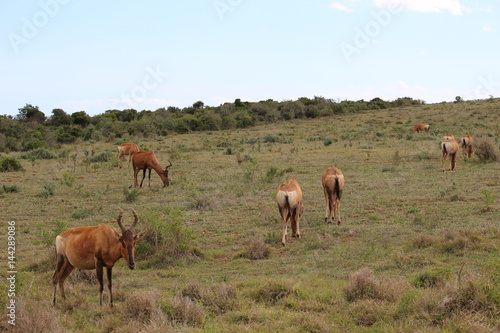 Red Hartebeests