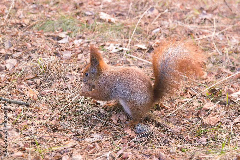 Portrait of red squirrel in front of white background Portrait of red squirrel in front of white background