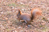 Portrait of red squirrel in front of white background