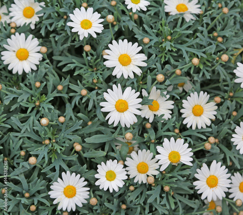 white daisies bloomed in the spring with green leaves