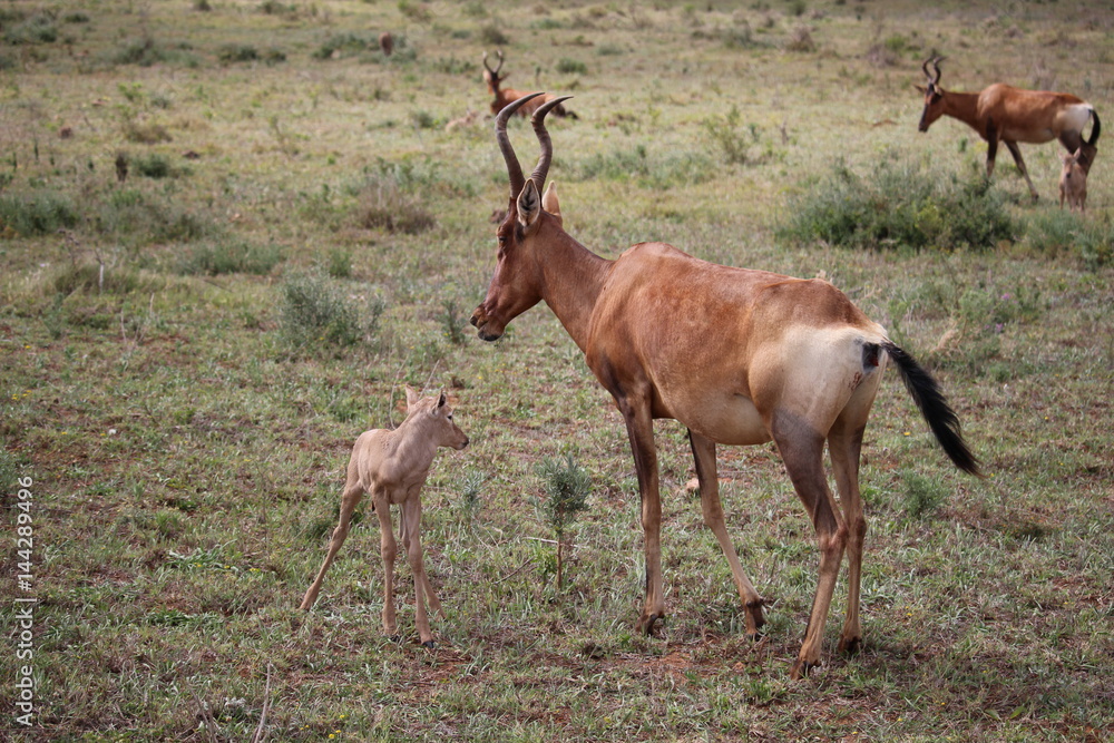 Fototapeta premium Red Hartebeest mother and child