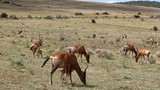 Red Hartebeest  herd