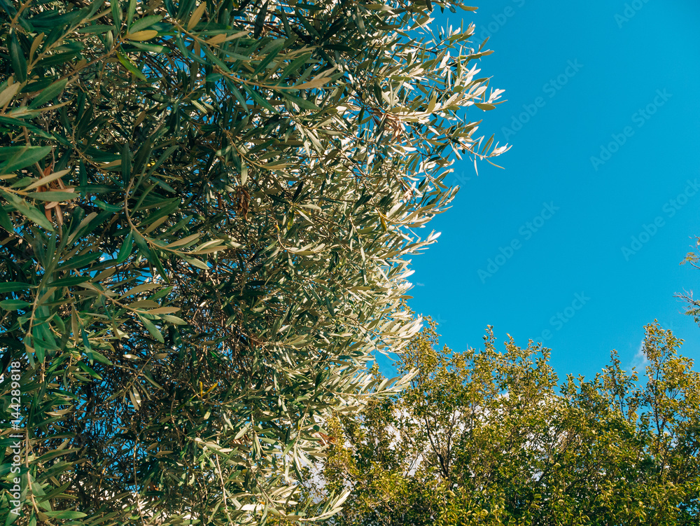 Olive branch with leaves closeup. Olive groves and gardens in