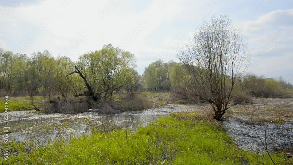 Wetland, lake and woods at the beginning of the spring. The soil is covered by young grass Wetland, lake and woods at the beginning of the spring. The soil is covered by young grass