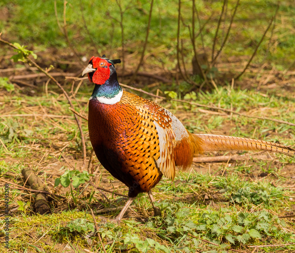 Fototapeta premium Colourful male pheasants in springtime colours, Lancashire, UK
