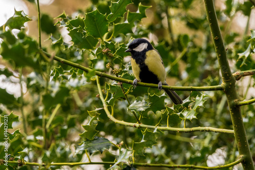 Blue tit bird in trees in springtime, Lancashire, UK