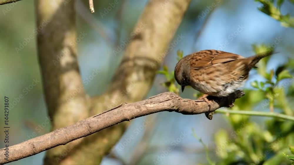 The dunnock is a small passerine, or perching bird, found throughout temperate Europe and into Asia. The dunnock is a small passerine, or perching bird, found throughout temperate Europe and into Asia.