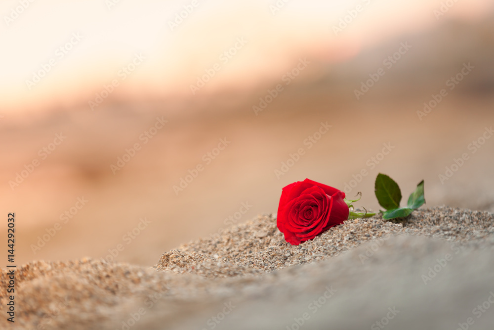 Naklejka premium Pojedyncza róża na plaży.