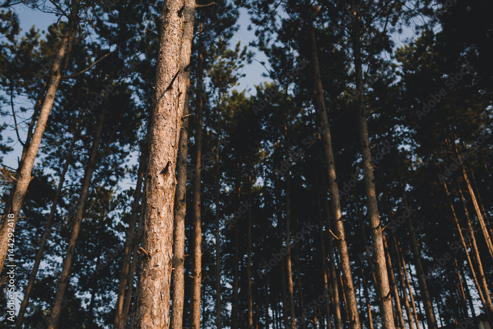 Fototapeta premium Forest at sunset