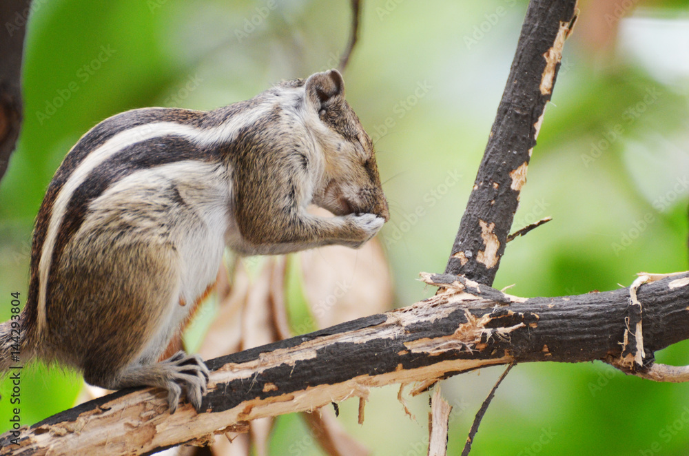 squirrel sitting on a branch and eating