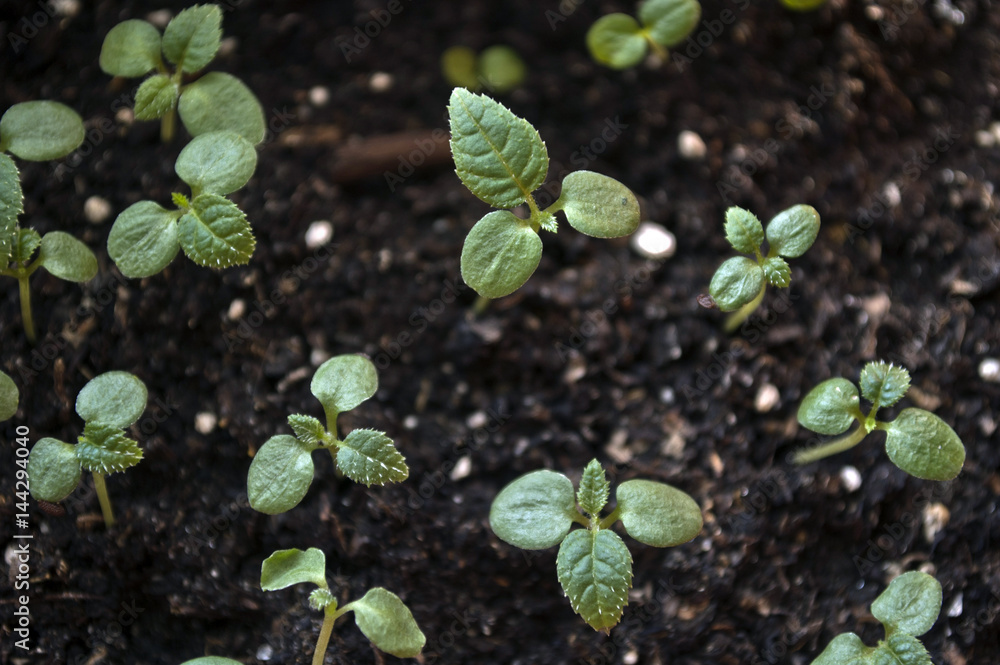 Macro closeup young seedling with green leaves in garden Macro closeup young seedling with green leaves in garden