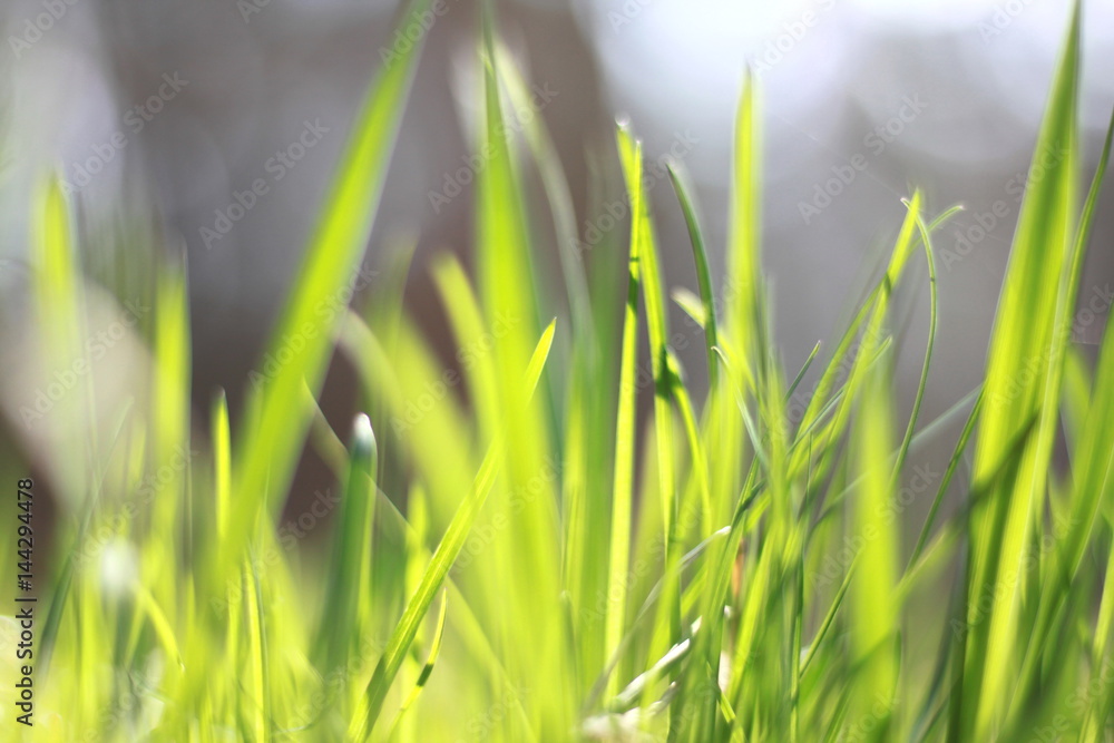 Fototapeta premium summer landscape with green grass on a forest background / blur of sharpness and bokeh