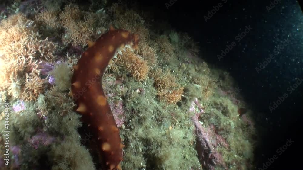 Sea cucumber trepang on background seabed underwater in ocean of Alaska. Swimming in amazing world of beautiful wildlife. Inhabitants in search of food. Abyssal relax diving. Sea cucumber trepang on background seabed underwater in ocean of Alaska. Swimming in amazing world of beautiful wildlife. Inhabitants in search of food. Abyssal relax diving.