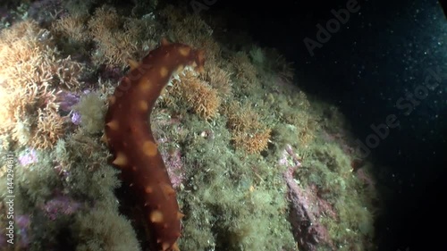 Sea cucumber trepang on background seabed underwater in ocean of Alaska. Swimming in amazing world of beautiful wildlife. Inhabitants in search of food. Abyssal relax diving.